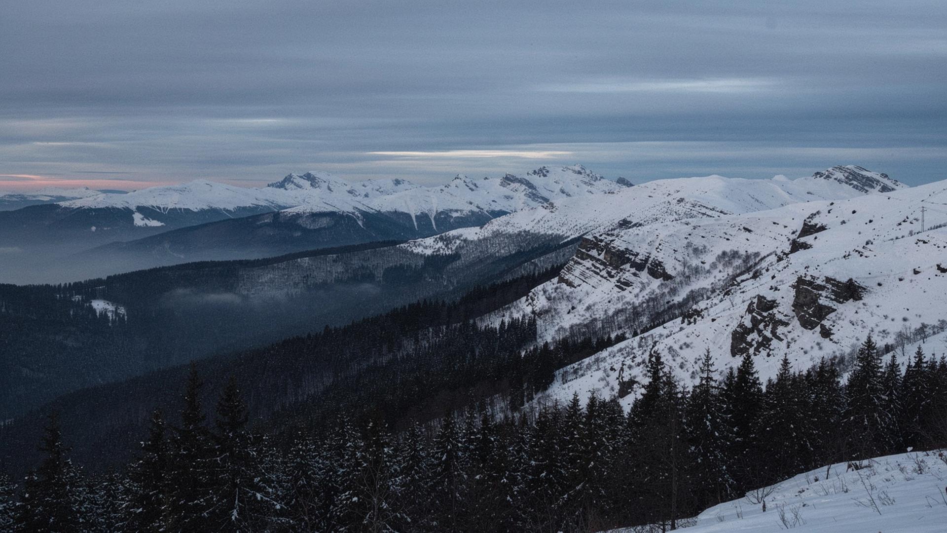 Snow covered Carpathian ridge with pine forest above the treeline at dusk